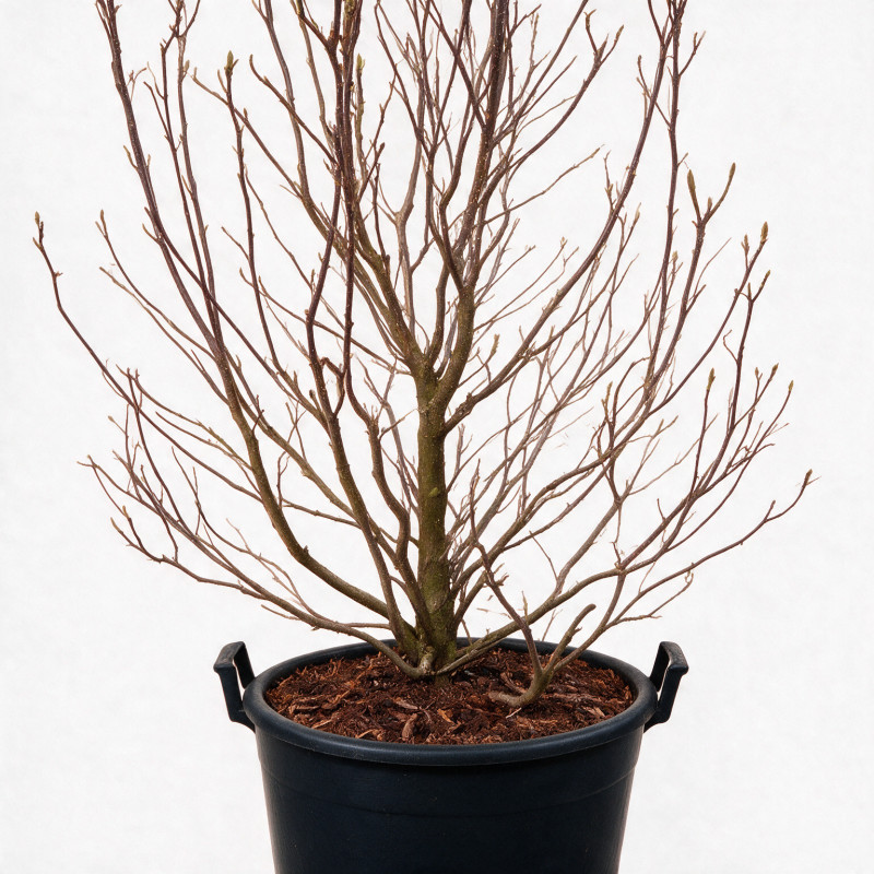 Magnolia Susan - Magnolia Susan 125/145cm Pot 50L