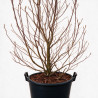 Magnolia Susan - Magnolia Susan 125/145cm Pot 50L