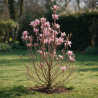 Magnolia Susan - Magnolia Susan 125/145cm Pot 50L