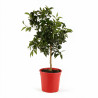 Mandarinier - Citrus mandarin Mini tige 85cm Pot 5L