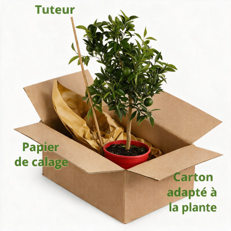 Mandarinier - Citrus mandarin Mini tige 85cm Pot 5L