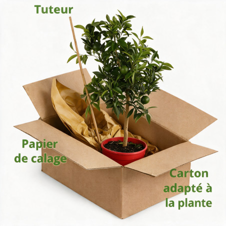 Mandarinier - Citrus mandarin Mini tige 85cm Pot 5L