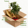 Mandarinier - Citrus mandarin Mini tige 85cm Pot 5L