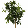Mandarinier - Citrus mandarin Mini tige 85cm Pot 5L
