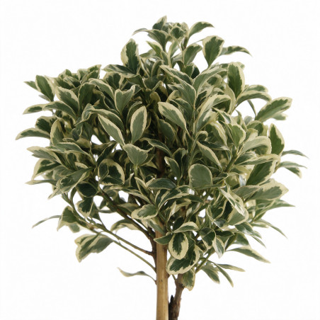 Fusain du Japon Bravo - Euonymus japonicus Bravo Mini tige 80cm Pot 7L