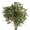 Fusain du Japon Bravo - Euonymus japonicus Bravo Mini tige 80cm Pot 7L