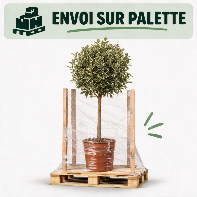 Fusain du Japon Bravo - Euonymus japonicus Bravo Mini tige 80cm Pot 7L