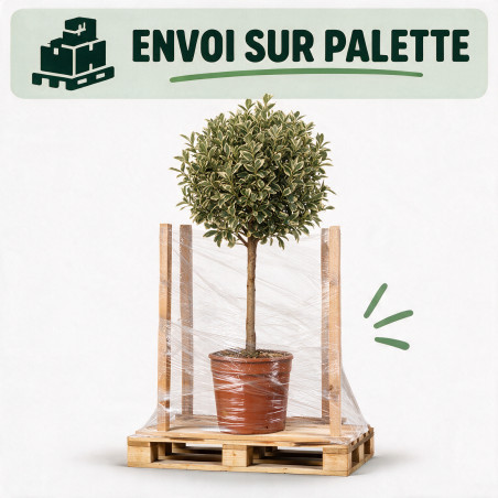 Fusain du Japon Bravo - Euonymus japonicus Bravo Mini tige 80cm Pot 7L