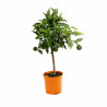 Clémentinier Clementine - Citrus reticulata Clementine Mini tige 65cm Pot 3L