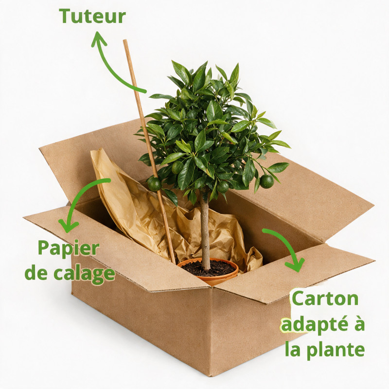 Clémentinier Clementine - Citrus reticulata Clementine Mini tige 65cm Pot 3L
