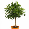 Clémentinier Clementine - Citrus reticulata Clementine Mini tige 65cm Pot 3L