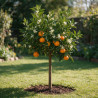 Mandarinier - Citrus mandarin Mini tige 65cm Pot 3L