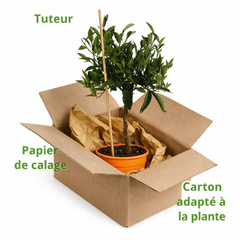 Mandarinier - Citrus mandarin Mini tige 65cm Pot 3L
