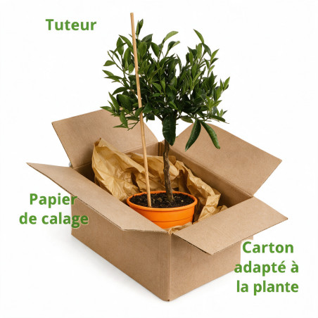 Mandarinier - Citrus mandarin Mini tige 65cm Pot 3L