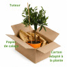 Mandarinier - Citrus mandarin Mini tige 65cm Pot 3L