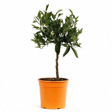 Mandarinier - Citrus mandarin Mini tige 65cm Pot 3L