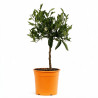 Mandarinier - Citrus mandarin Mini tige 65cm Pot 3L