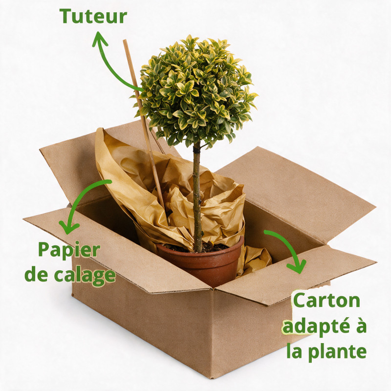 Fusain du Japon Aurea - Euonymus japonicus Aurea Mini tige 80cm Pot 7L