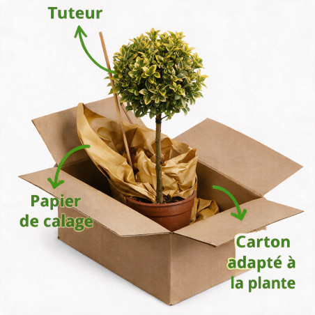 Fusain du Japon Aurea - Euonymus japonicus Aurea Mini tige 80cm Pot 7L