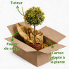 Fusain du Japon Aurea - Euonymus japonicus Aurea Mini tige 80cm Pot 7L