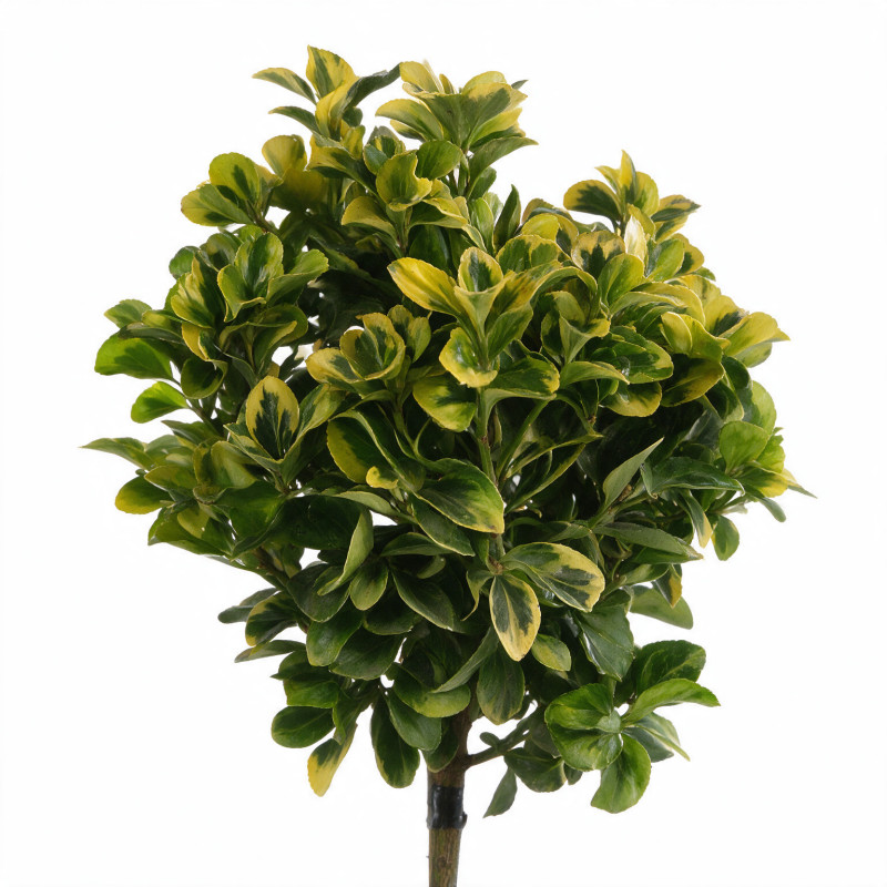 Fusain du Japon Aurea - Euonymus japonicus Aurea Mini tige 80cm Pot 7L