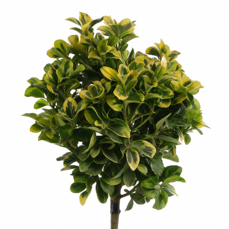 Fusain du Japon Aurea - Euonymus japonicus Aurea Mini tige 80cm Pot 7L