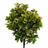 Fusain du Japon Aurea - Euonymus japonicus Aurea Mini tige 80cm Pot 7L