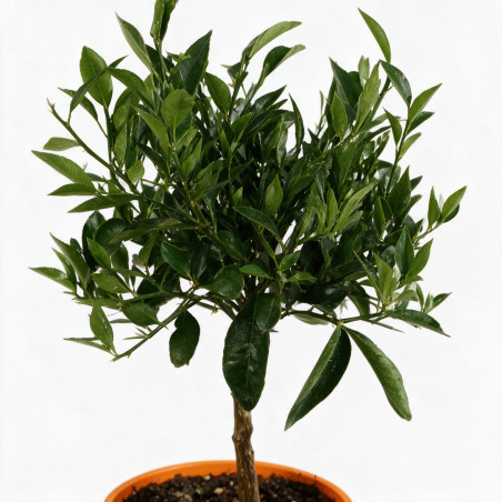 Mandarinier - Citrus mandarin Mini tige 65cm Pot 3L