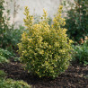 Fusain du Japon Aureus - Euonymus japonicus Aureus 60/80cm Pot 10L