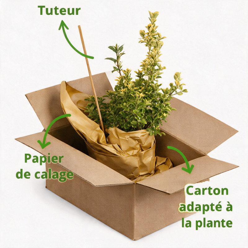 Fusain du Japon Aureus - Euonymus japonicus Aureus 60/80cm Pot 10L