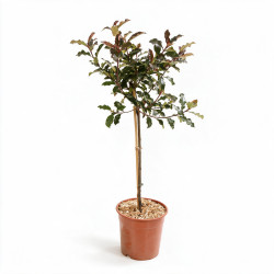 Photinia Magical Vulcano - Photinia xfraseri Magical Vulcano Mini tige 80cm Pot 7L
