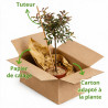 Photinia Magical Vulcano - Photinia xfraseri Magical Vulcano Mini tige 80cm Pot 7L