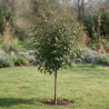 Photinia Magical Vulcano - Photinia xfraseri Magical Vulcano Mini tige 80cm Pot 7L