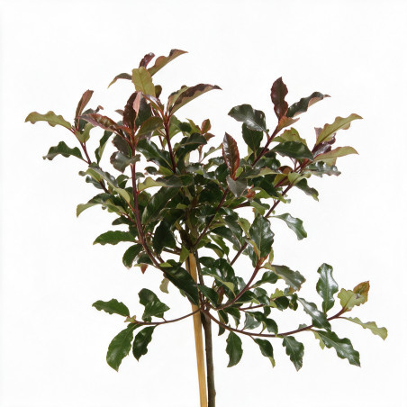 Photinia Magical Vulcano - Photinia xfraseri Magical Vulcano Mini tige 80cm Pot 7L