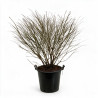 Fusain Compactus - Euonymus alatus Compactus 100/125cm Pot 55L