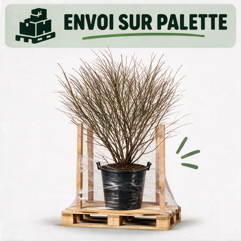 Fusain Compactus - Euonymus alatus Compactus 100/125cm Pot 55L