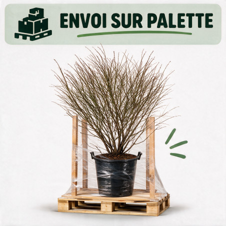 Fusain Compactus - Euonymus alatus Compactus 100/125cm Pot 55L