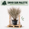 Fusain Compactus - Euonymus alatus Compactus 100/125cm Pot 55L