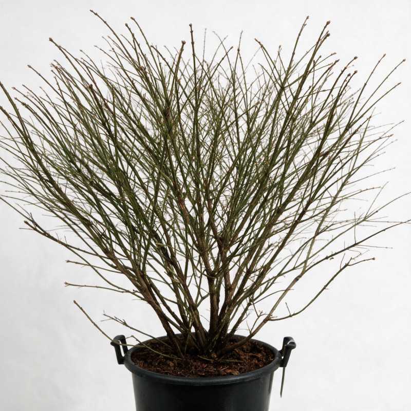 Fusain Compactus - Euonymus alatus Compactus 100/125cm Pot 55L