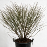 Fusain Compactus - Euonymus alatus Compactus 100/125cm Pot 55L