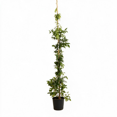 Glycine de Chine - Wisteria sinensis 200/220cm Pot 5L