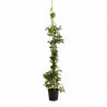 Glycine de Chine - Wisteria sinensis 200/220cm Pot 5L