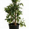 Glycine de Chine - Wisteria sinensis 200/220cm Pot 5L