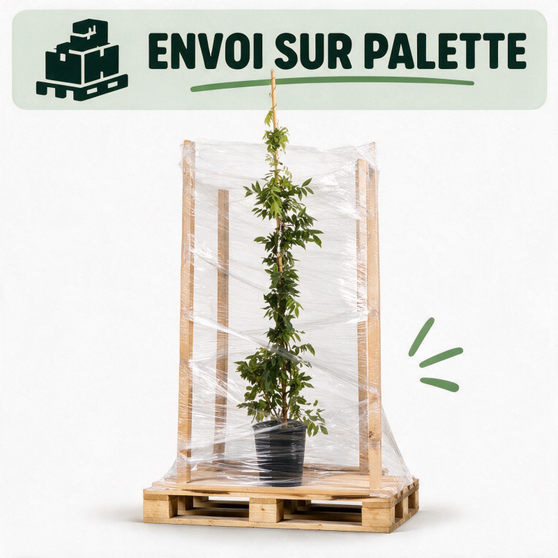 Glycine de Chine - Wisteria sinensis 200/220cm Pot 5L