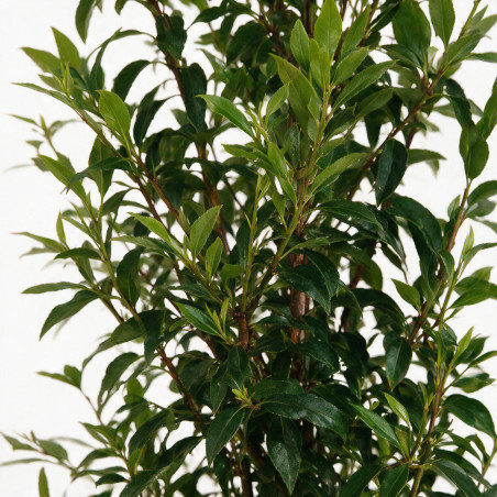 Laurier du Portugal à feuilles étroites 125/135cm Pot 7,5L – Prunus lusitanica Angustifolia