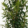 Laurier du Portugal à feuilles étroites 125/135cm Pot 7,5L – Prunus lusitanica Angustifolia