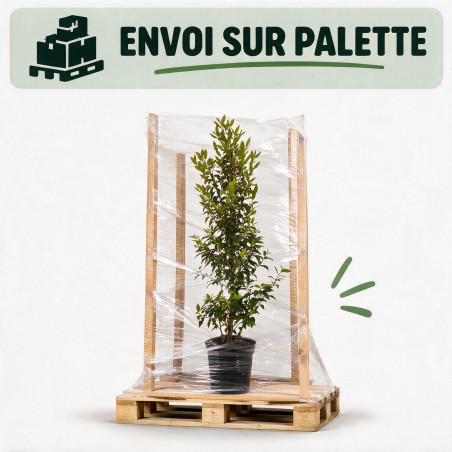 Laurier du Portugal à feuilles étroites 125/135cm Pot 7,5L – Prunus lusitanica Angustifolia