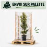 Laurier du Portugal à feuilles étroites 125/135cm Pot 7,5L – Prunus lusitanica Angustifolia