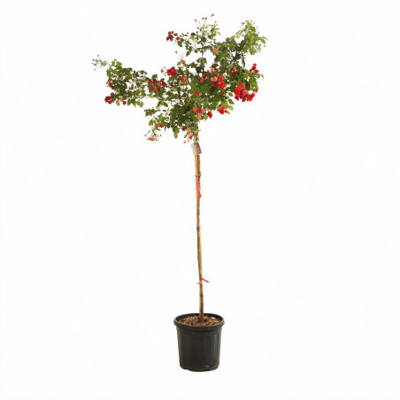 Rosier pleureur Rouge 180/200cm Pot 18L
