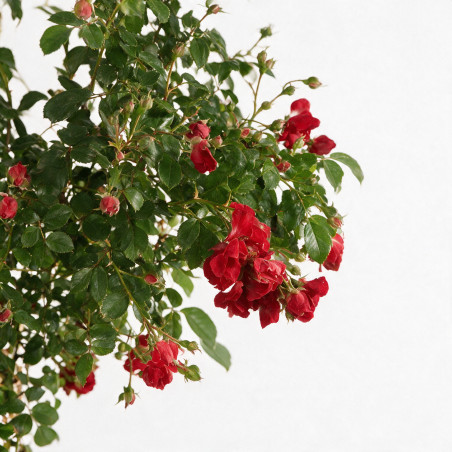 Rosier pleureur Rouge 180/200cm Pot 18L